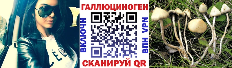 Псилоцибиновые грибы мицелий Сальск
